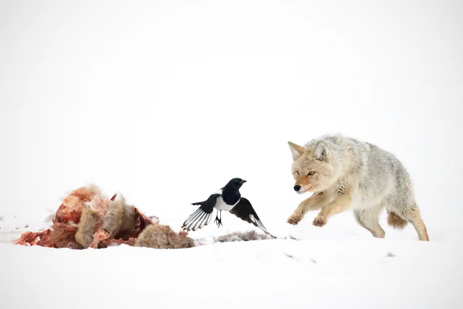 Coyote (Canis latrans) feeding on a White-tailed Deer (Odocoileus virginianus) carcass chasing off a Black-billed Magpie (Pica hudsonia).