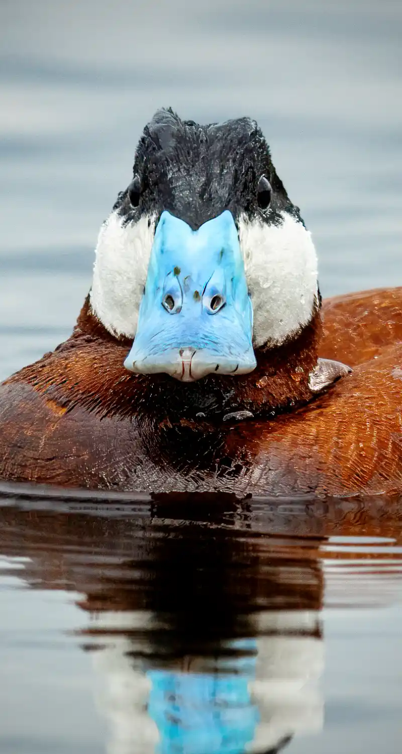Ruddy Duck (Oxyura jamaicensis) male, portrait.