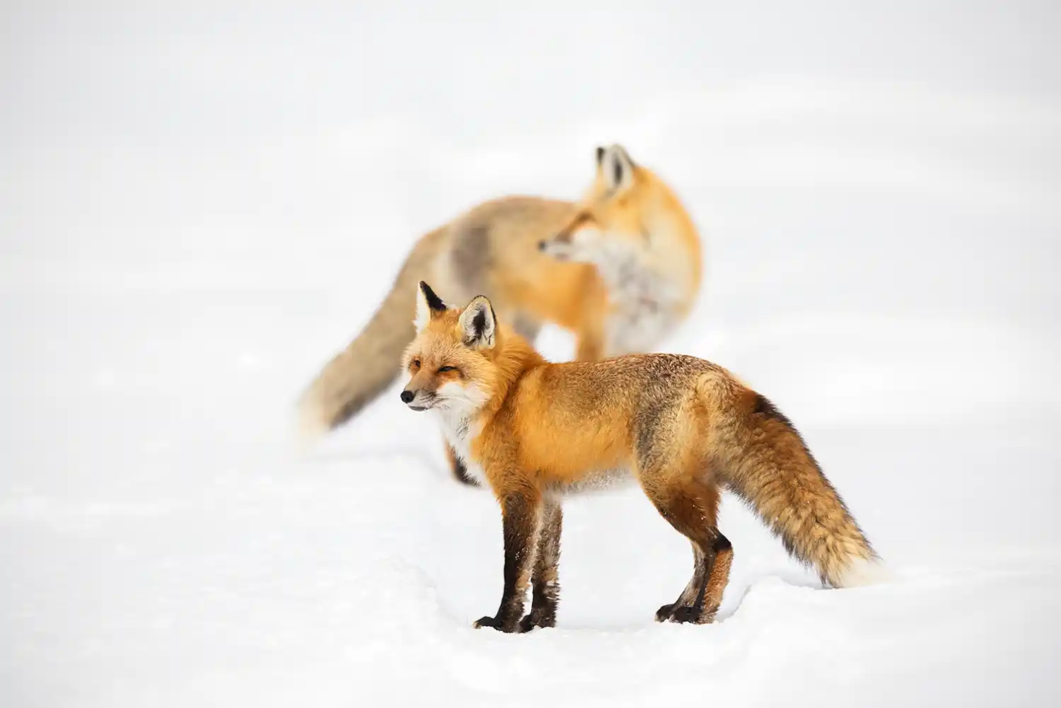 Red Fox (Vulpes vulpes) female and male in early spring mating season.