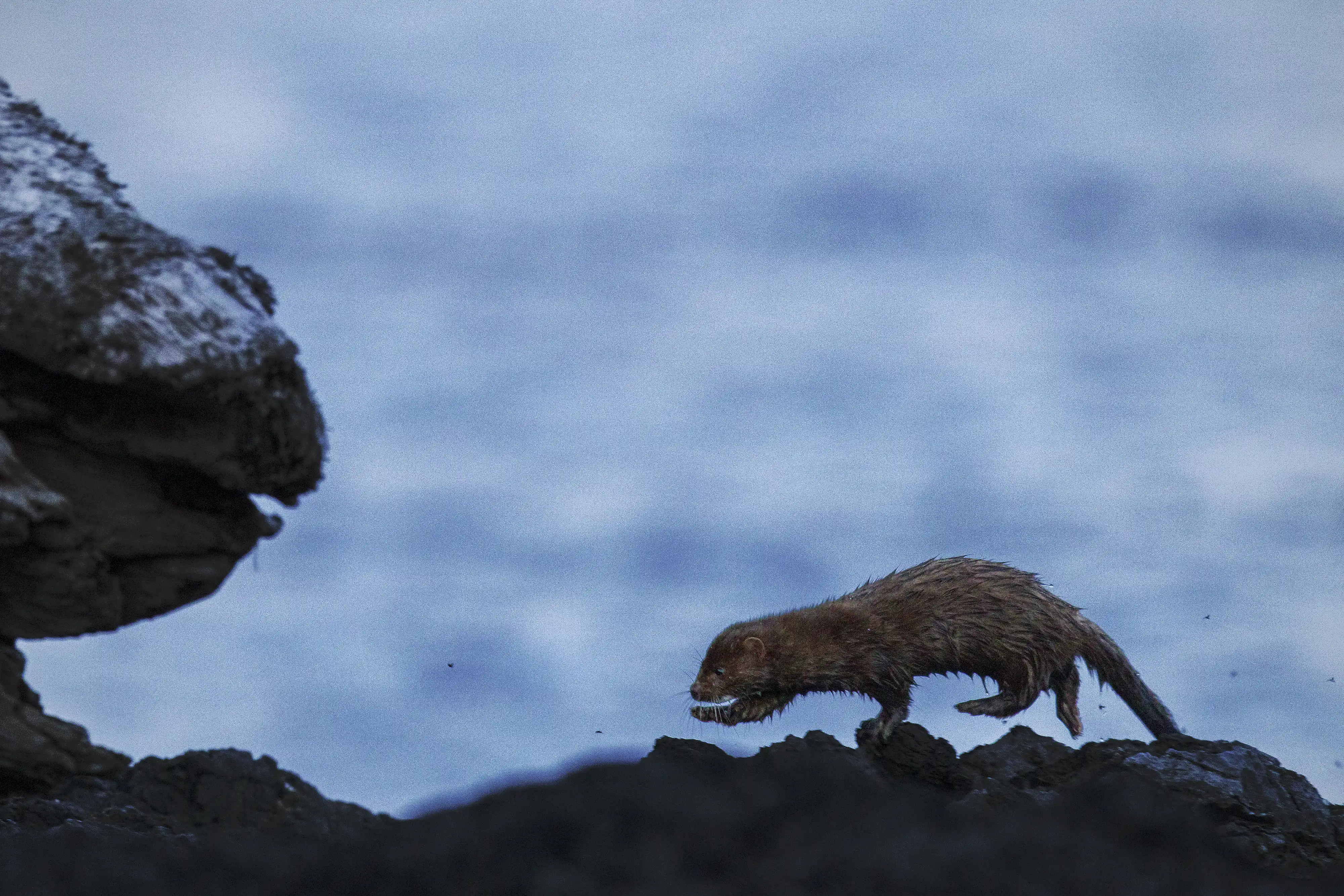 Mink (Neogale vison) crossing rocky shoreline at dusk after swimming across estuary entrance.