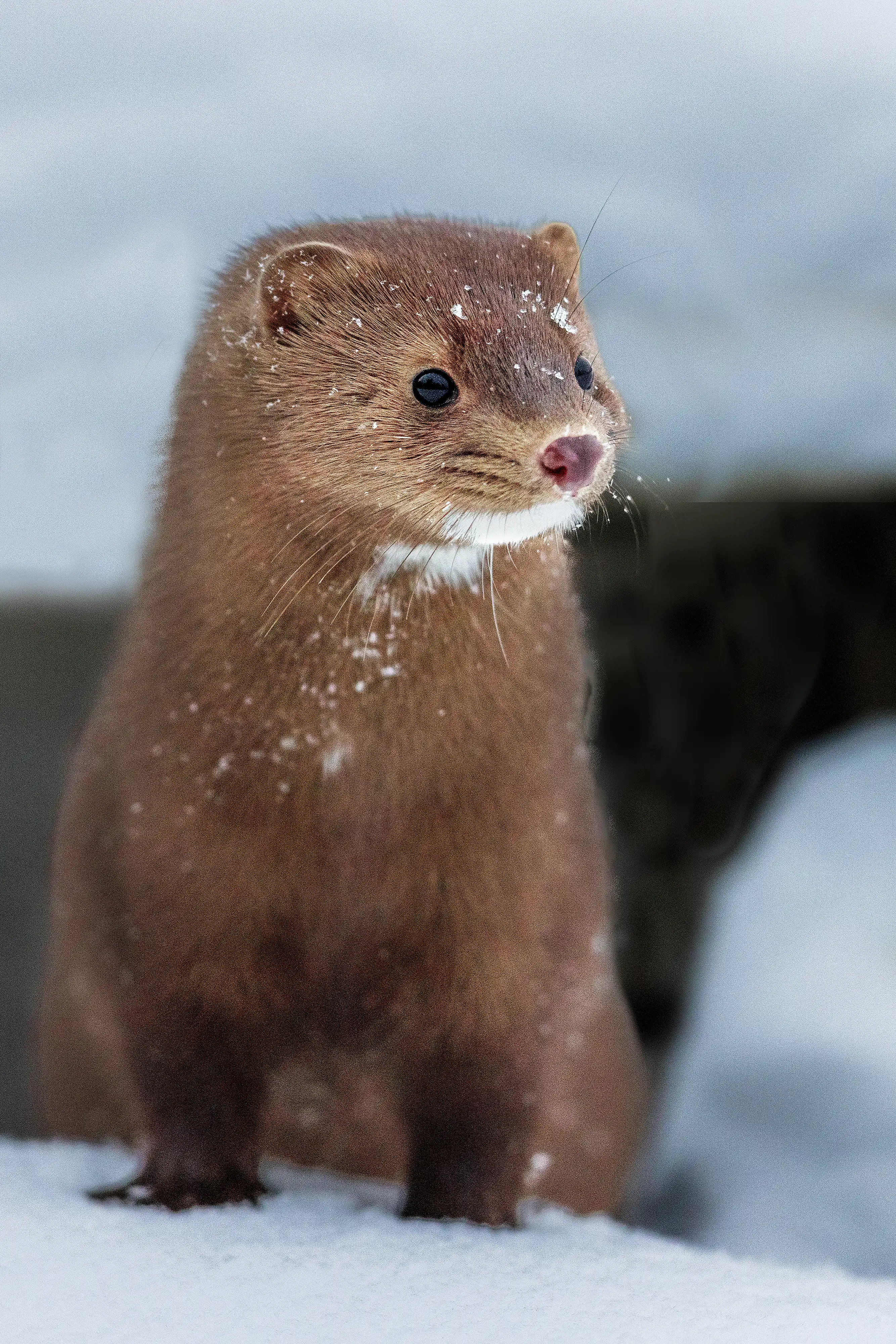 Mink (Neogale vison) running across snow on a frozen lake.