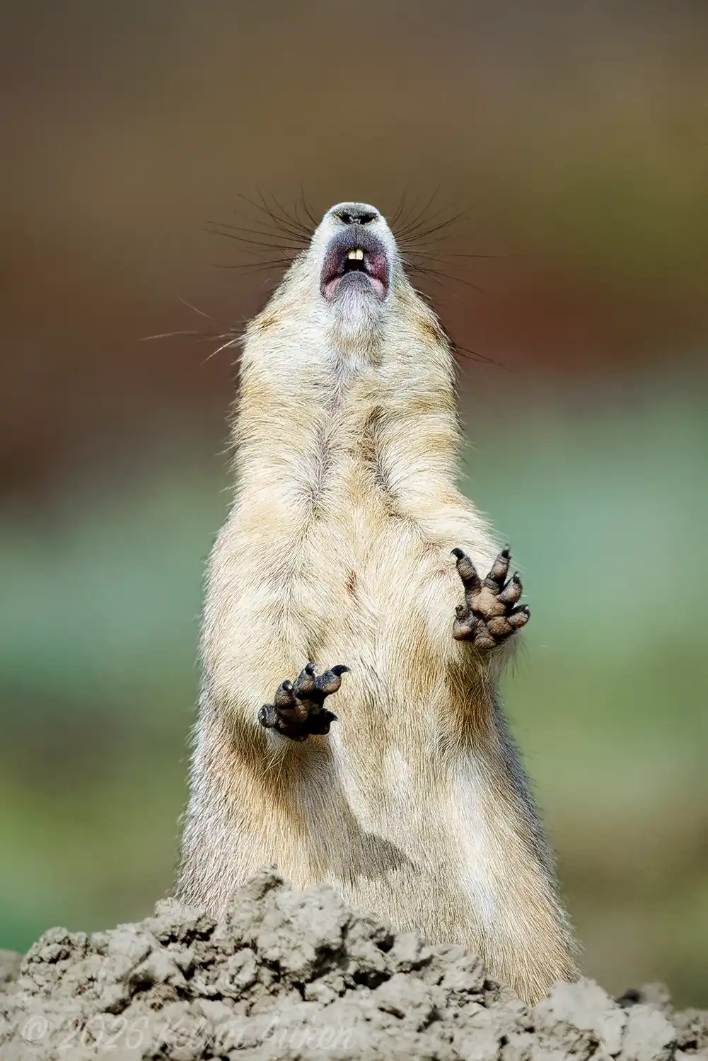Black-tailed Prairie Dog (Cynomys ludovicianus), in its burrow mound entrance, performing the jump-yip behaviour.