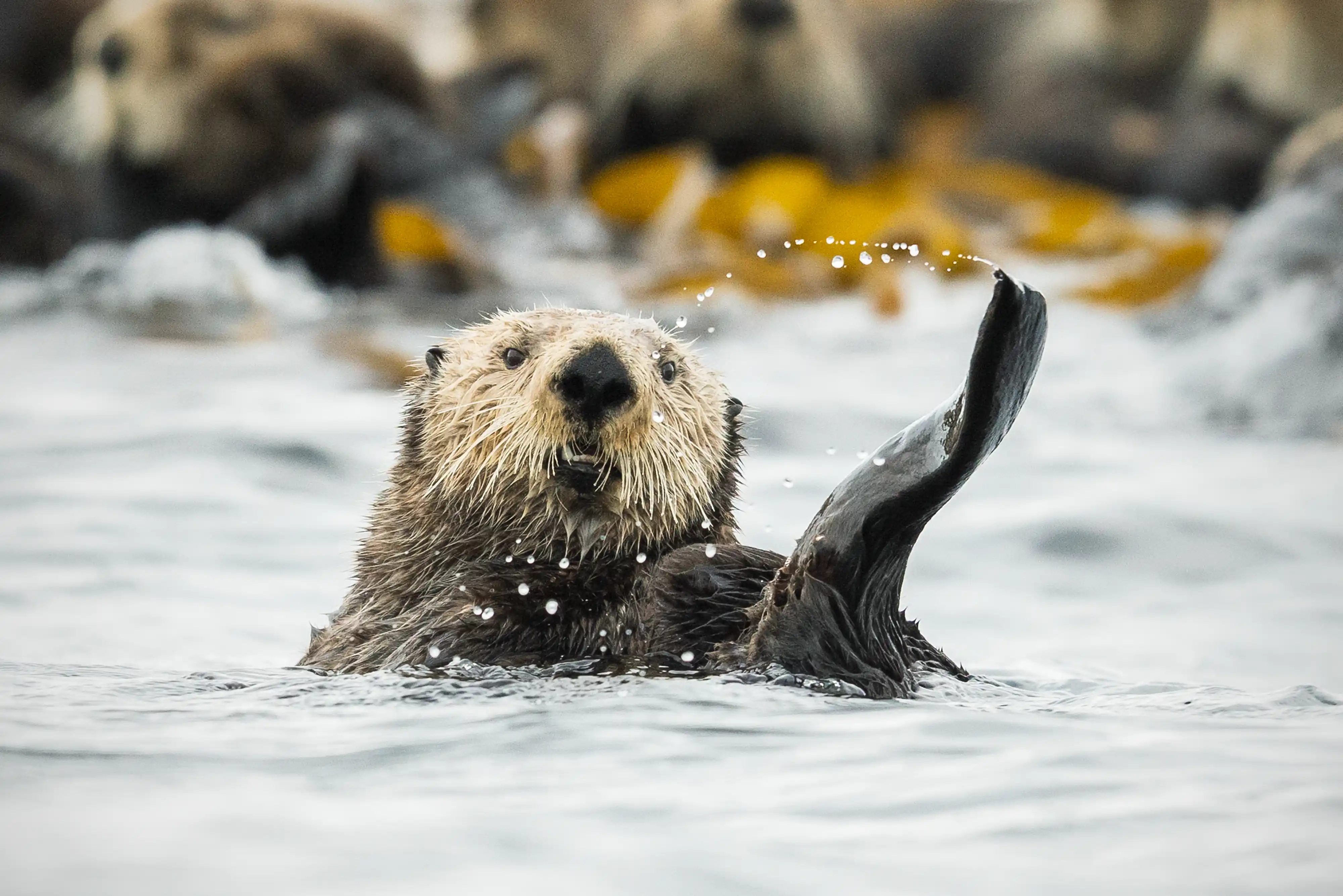 Sea Otter (Enhydra lutris) male resting on the surface with otter raft among kelp fronds.