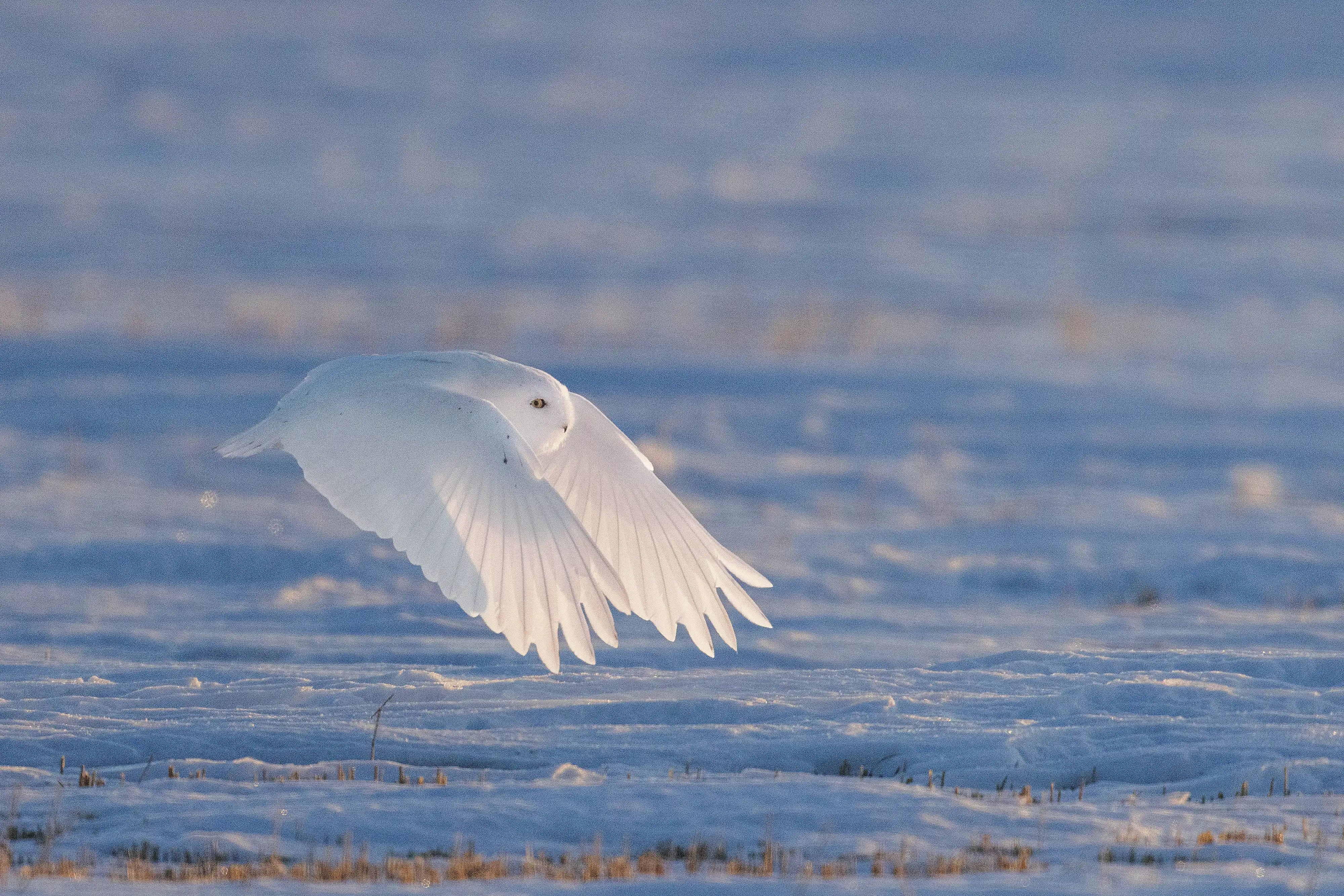 Snowy Owl (Bubo scandiacus) male, at sunrise, flying over a snow covered field while hunting in winter.