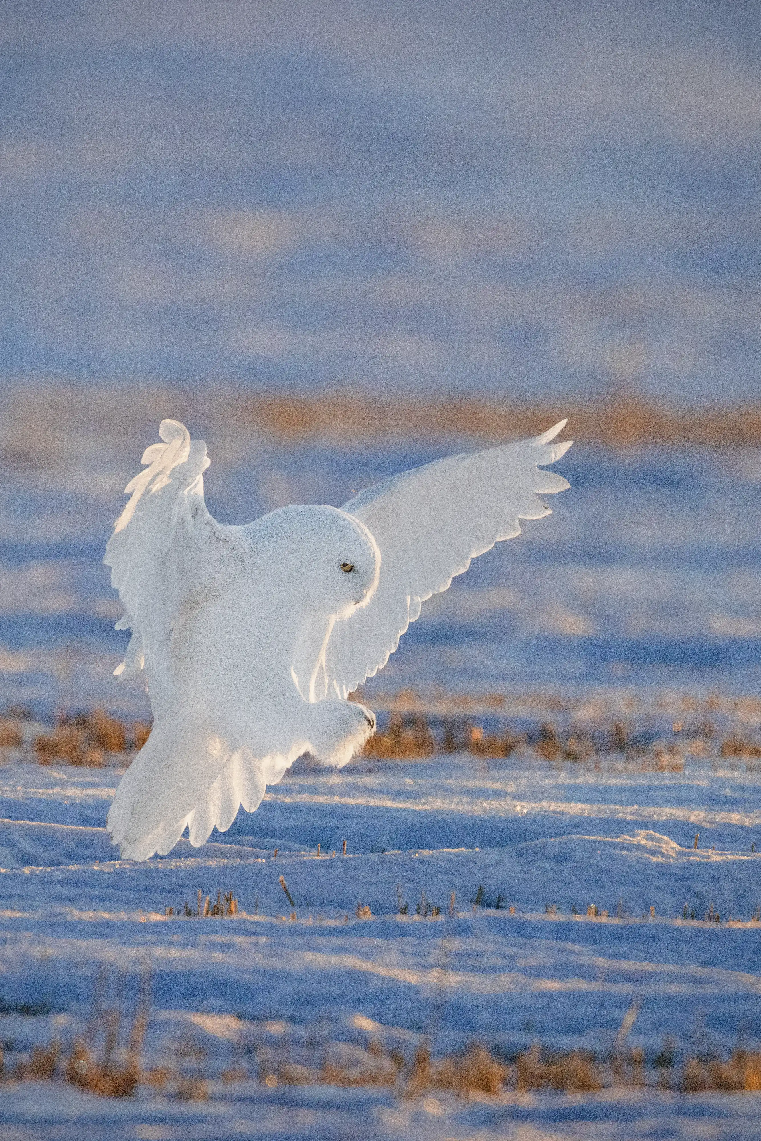 Snowy Owl (Bubo scandiacus) male, at sunrise, landing on a snow covered field in winter while hunting for mice and voles.
