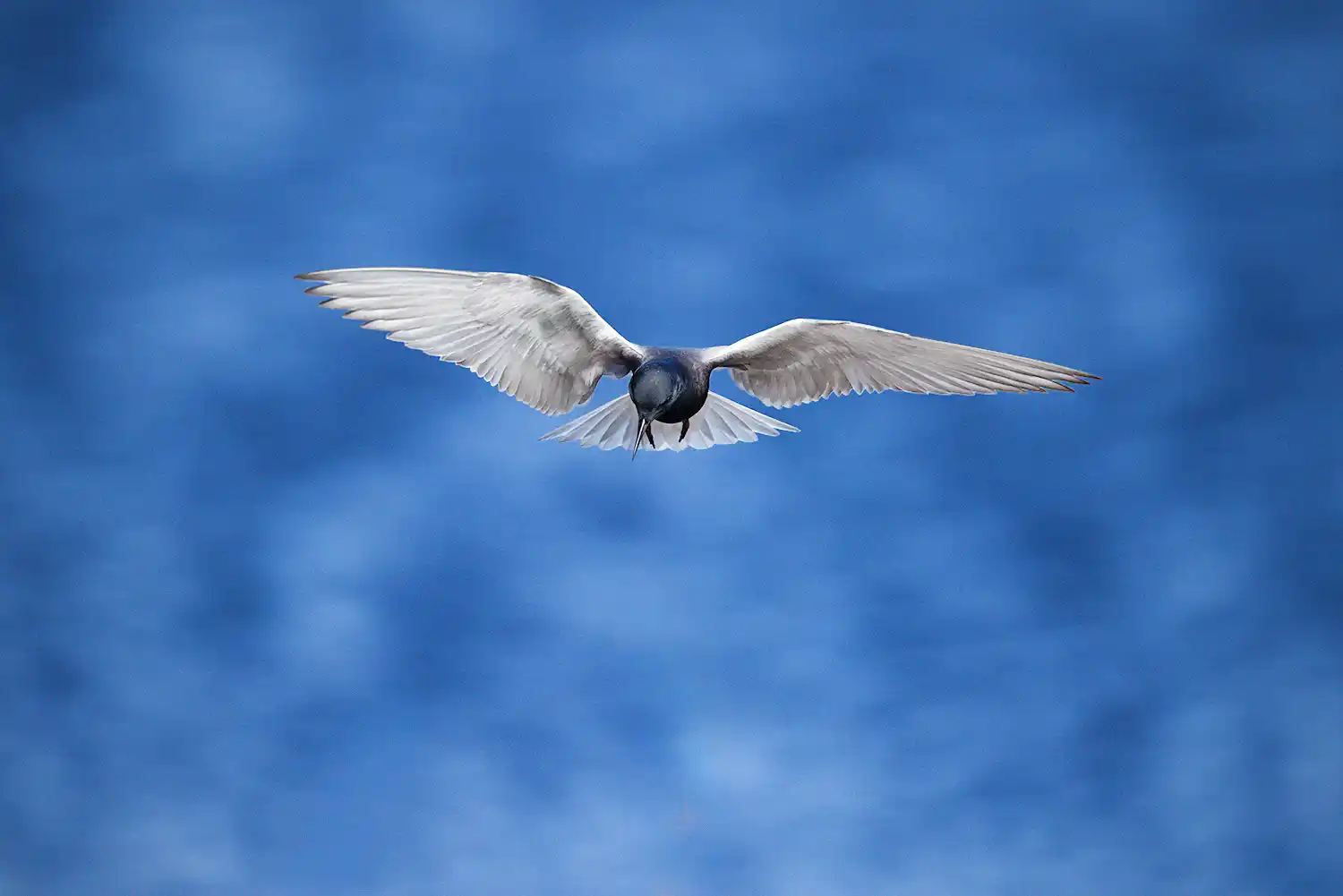 Black Tern (Chlidonias niger), in flight, foraging over a pond.