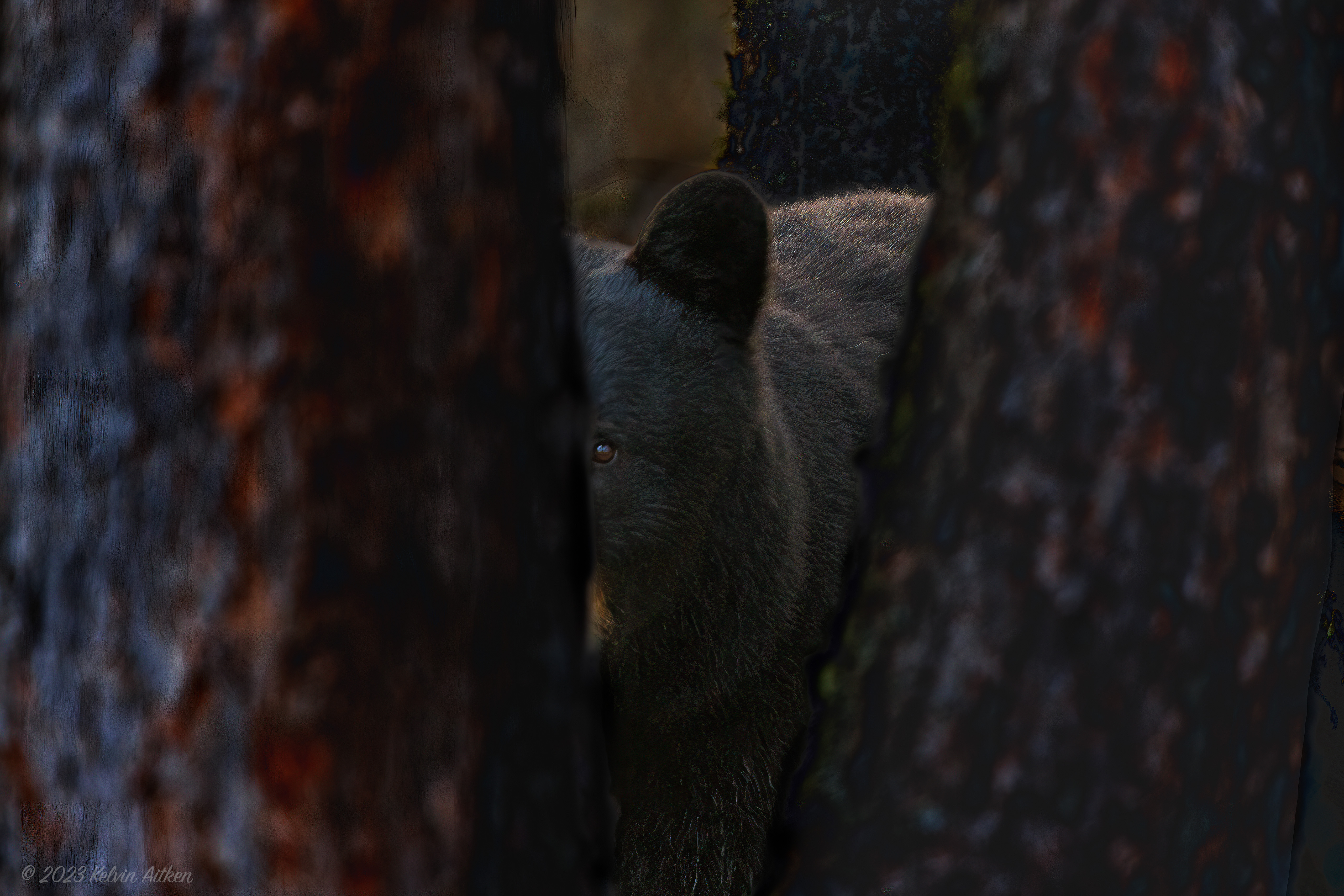Black bear peering out beetween spruce trees, low key