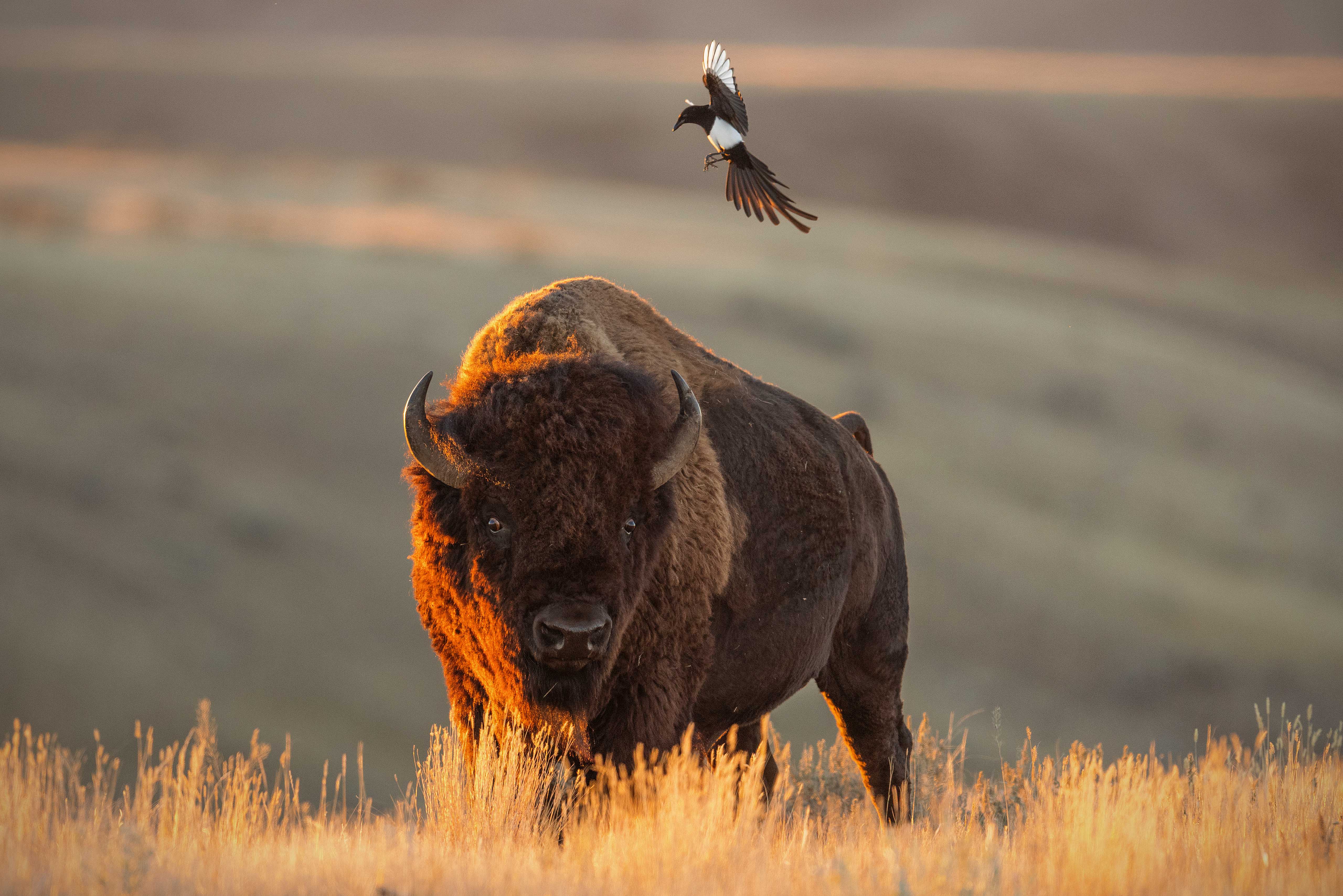 Plains Bison (Bison bison bison) bull at sunrise with Black-billed Magpie (Pica hudsonia)