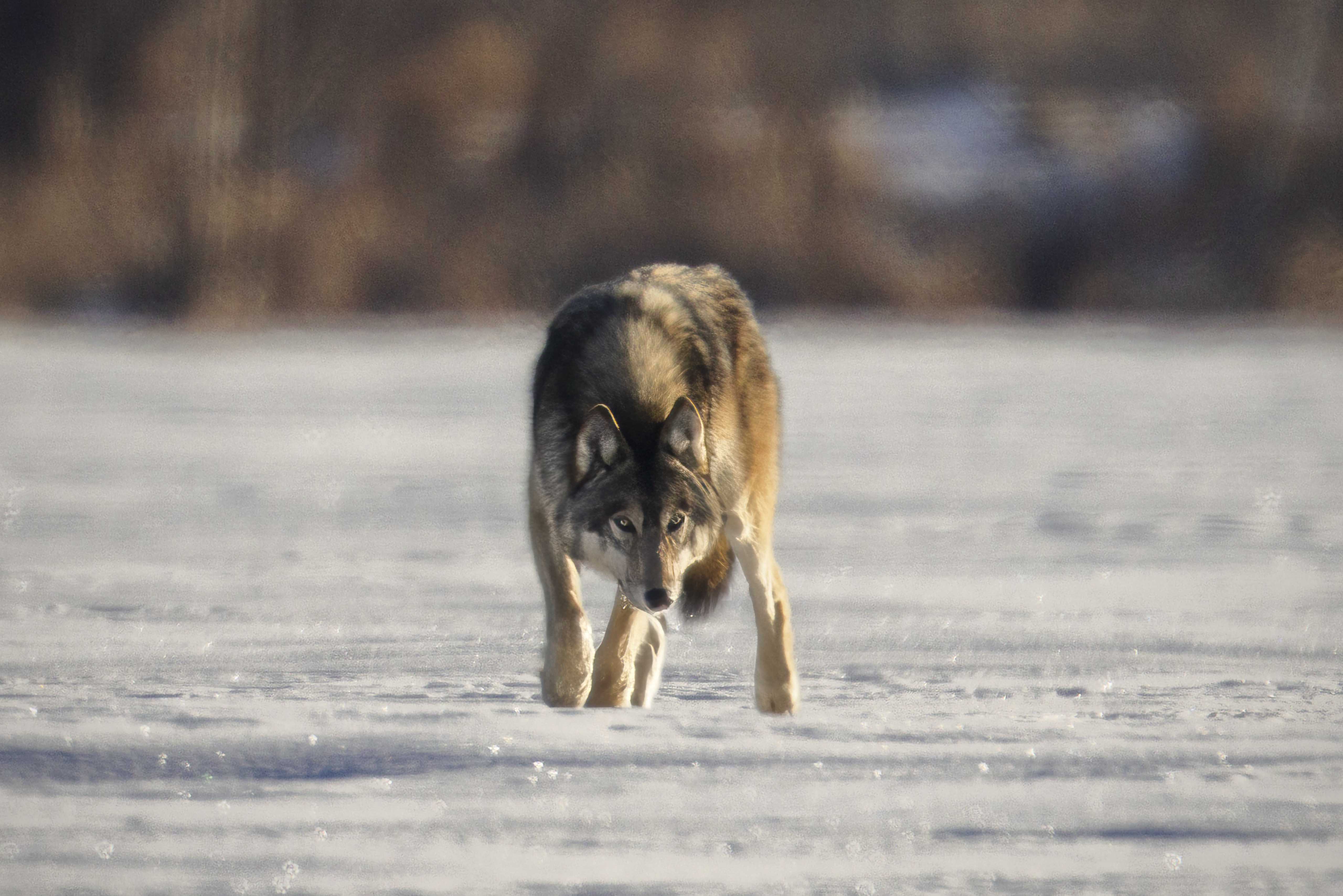 Grey Wolf (Canis lupus) checking for scent of prey while walking across frozen lake at sunrise.