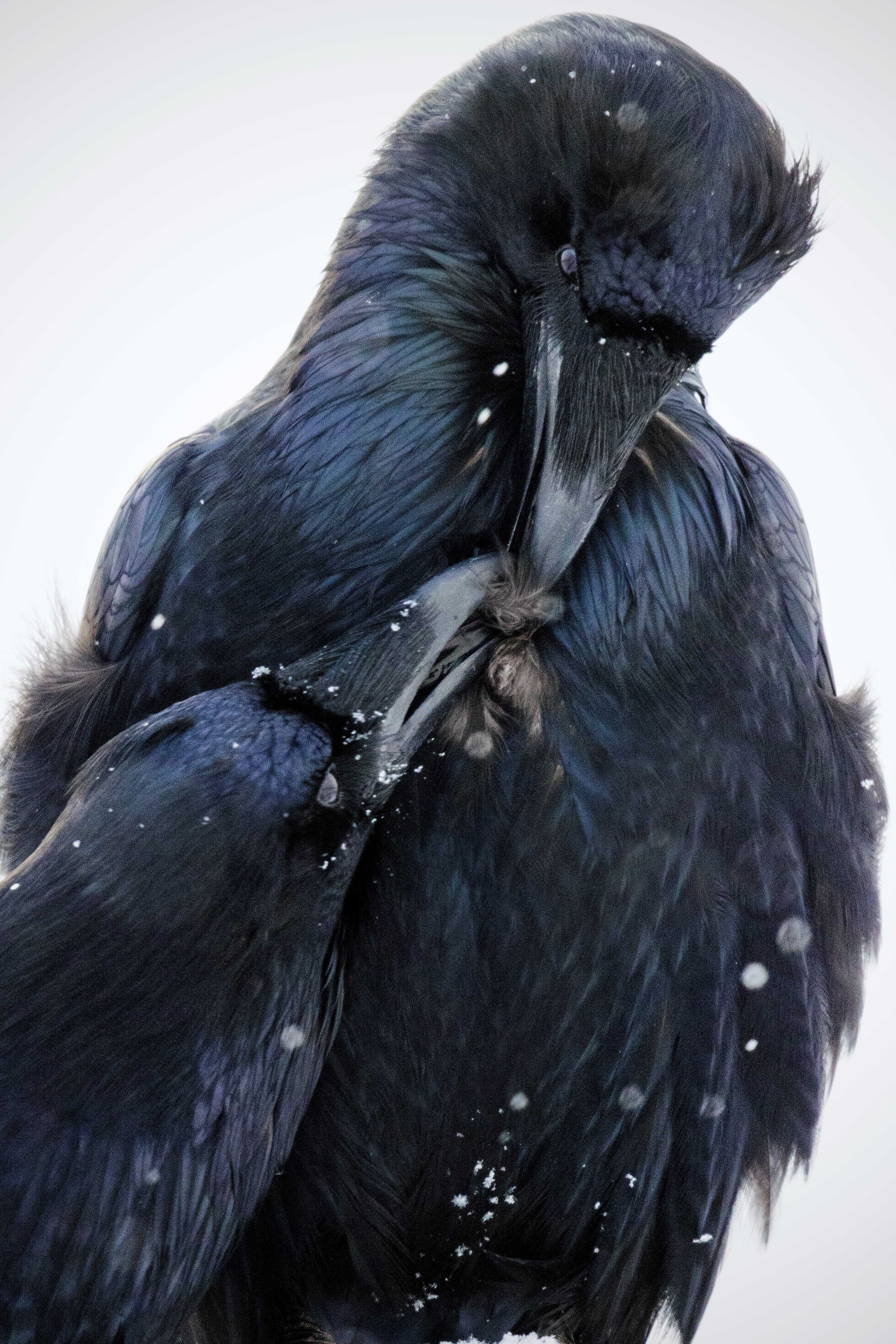 Northern Raven (Corvus corax) adult, in a light snow flurry, with 10 month old juvenile.