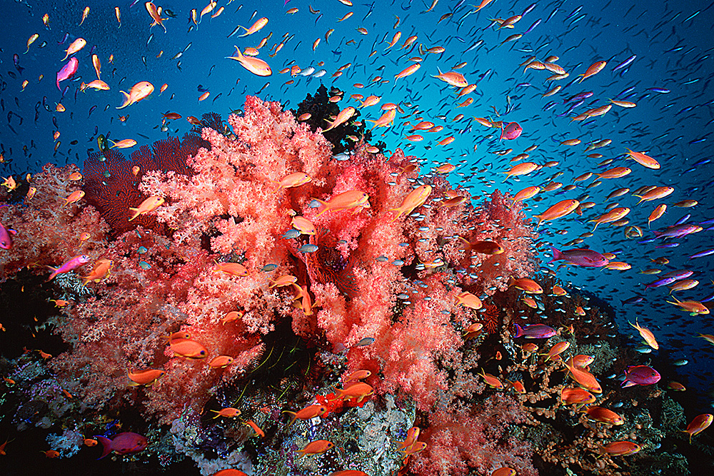 Soft corals, Fiji Islands