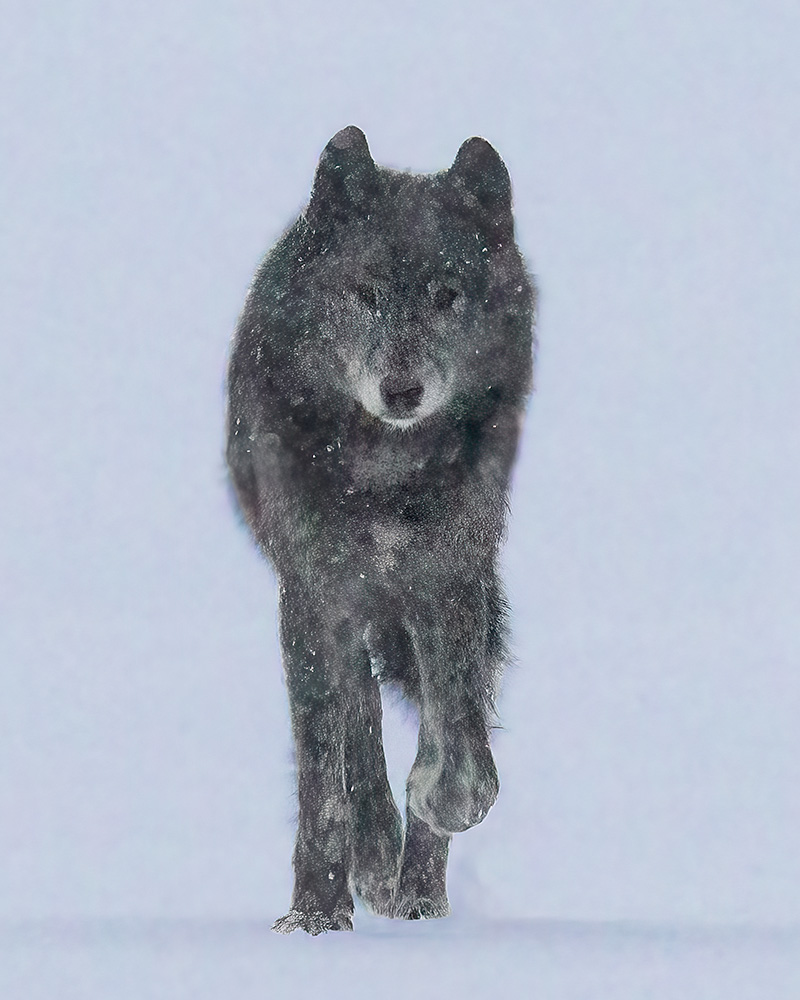 Grey wolf in winter, at dusk walking across frozen lake