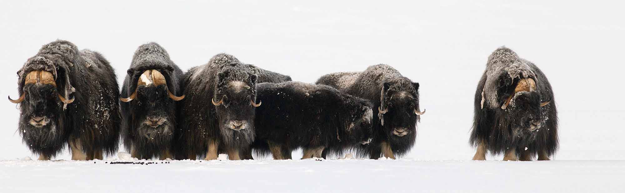 Musk Ox in protective huddle