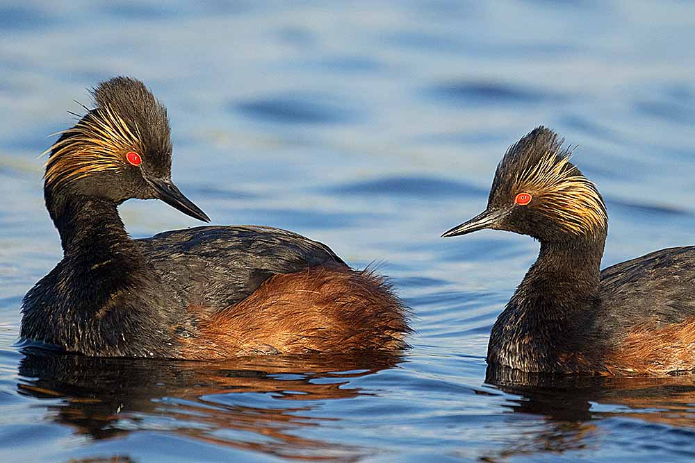 A pair of Eared Grebes (Podiceps nigricollis).