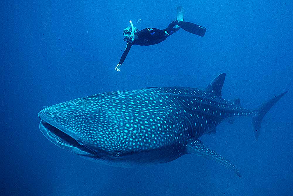 Whale Shark (Rhincodon typus) with snorkel diver.