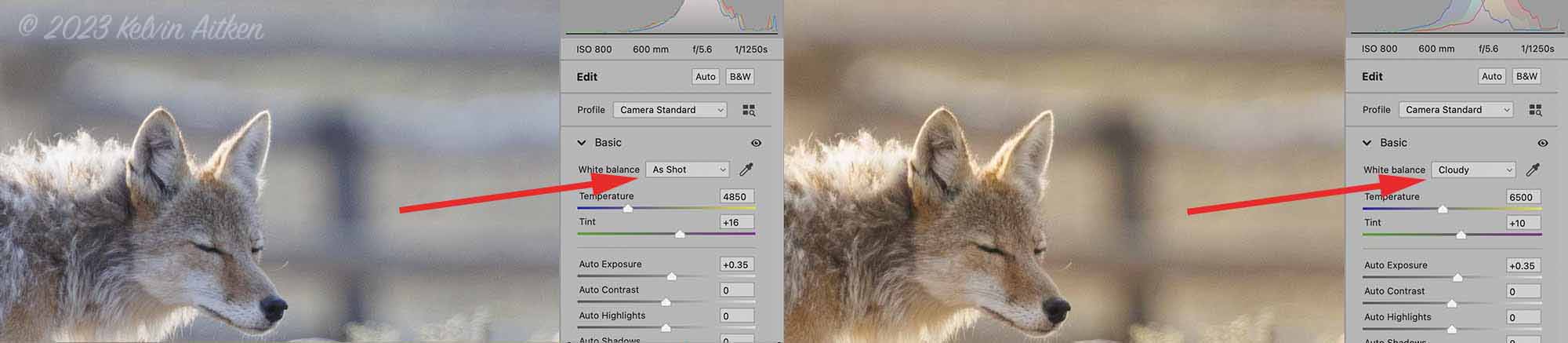 coyote image in camera raw conversion window