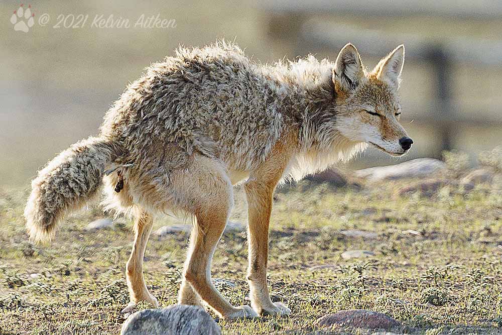 Coyote crapping