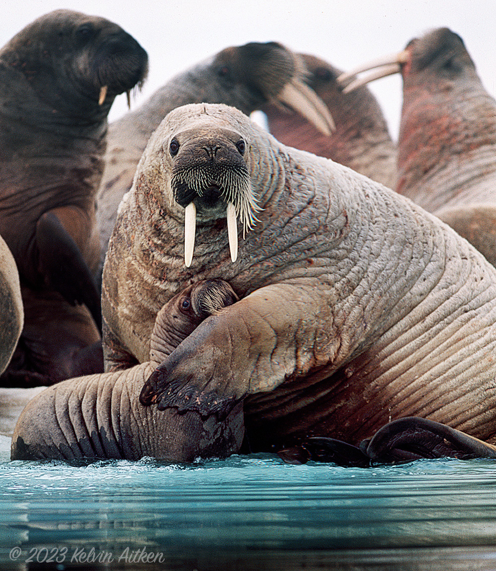 walrus mother protecting her calf
