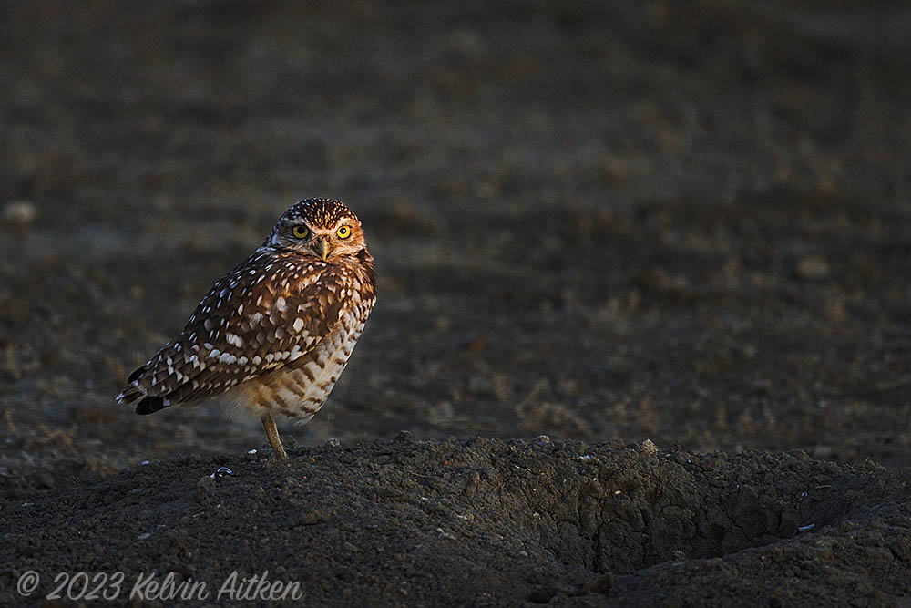 Burrowing owl illuminated by the last rays at sunset