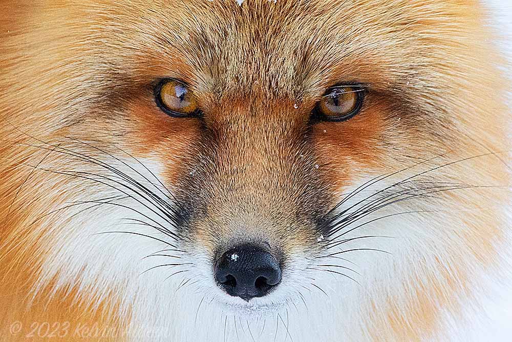 Red fox face portrait