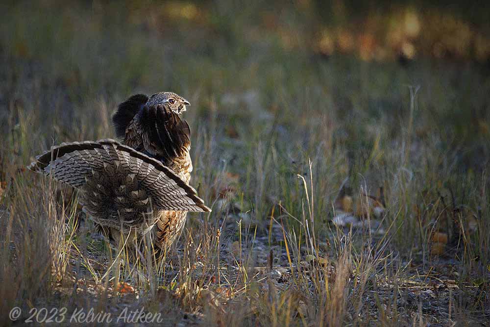 Ruffed Grouse (Bonasa umbellus) male displaying ruff and fanned tail to distract predators from nearby females