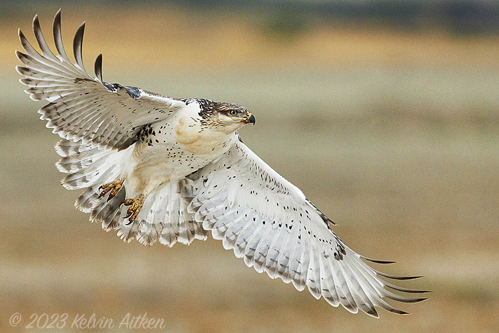 Ferruginous Hawk (Buteo regalis) taking off in flight