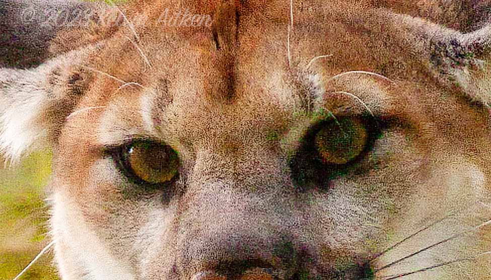 Puma face portrait showing digital noise