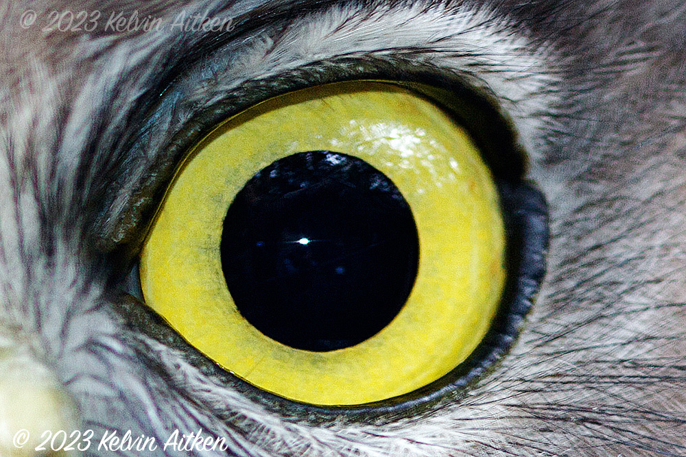 An owl's eye
