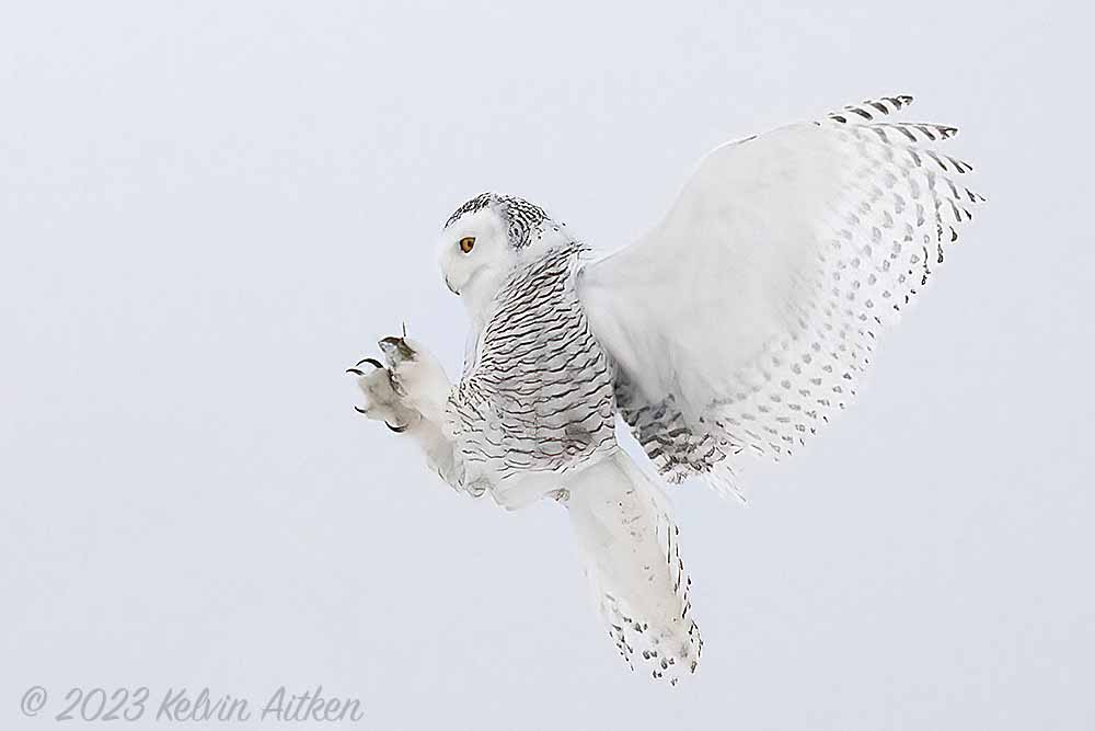 Snowy owl landing