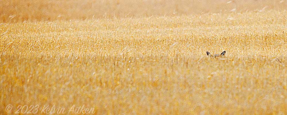 Coyote hiding in wheat field