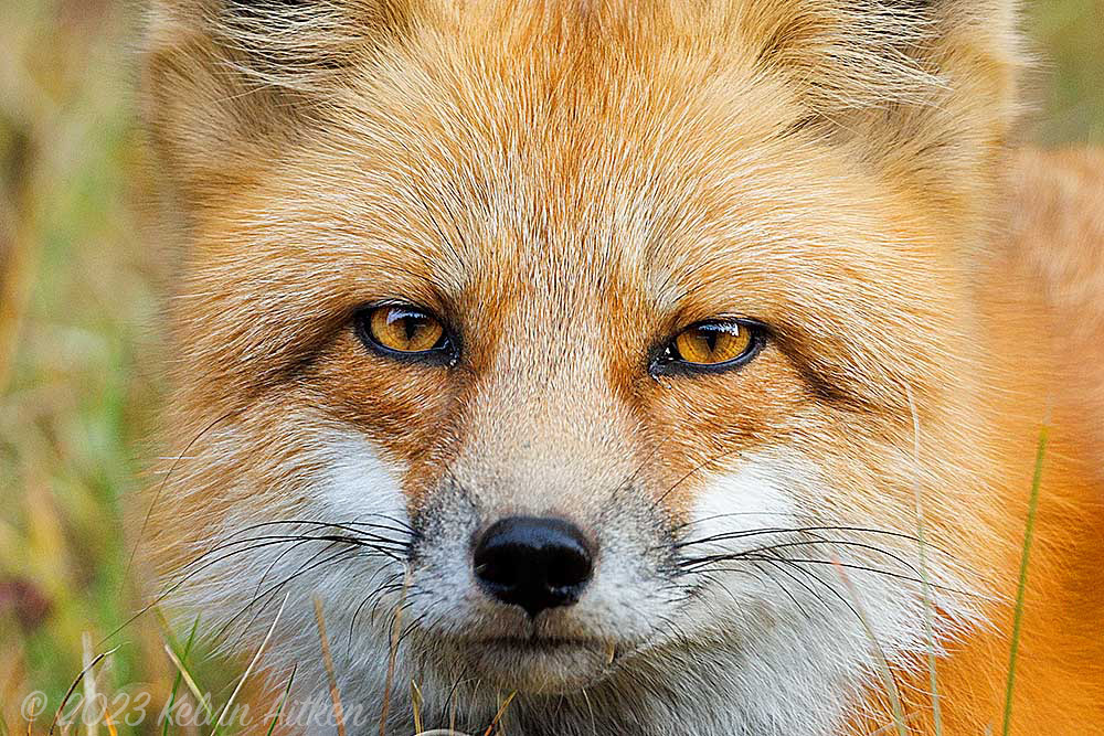 Red Fox portrait, looking into the lens