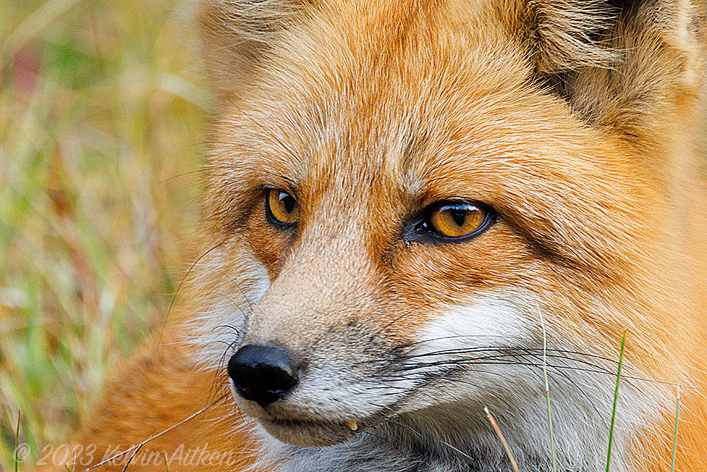 Fox portrait showing direct eye contact
