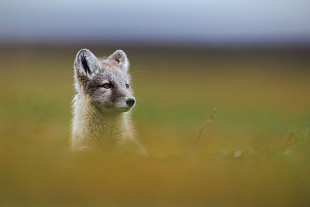 Arctic Fox portrait