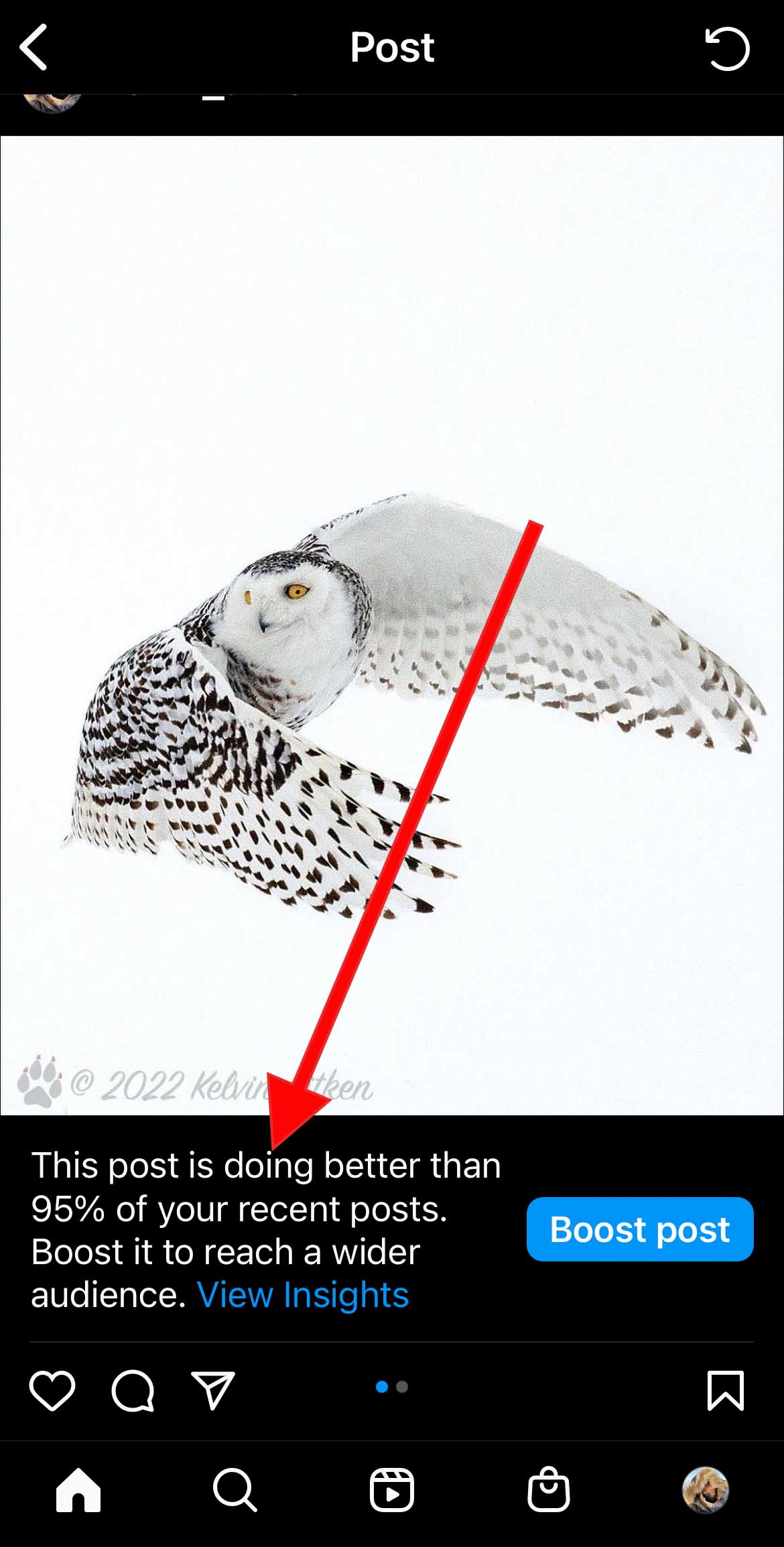 Instagram post of snowy owl in flight