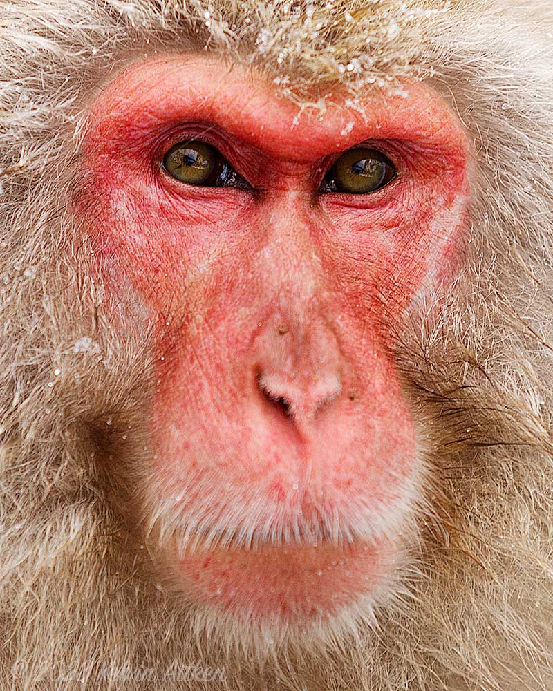 Japanese Macaque (Macaca fuscata) portrait, staring eyes