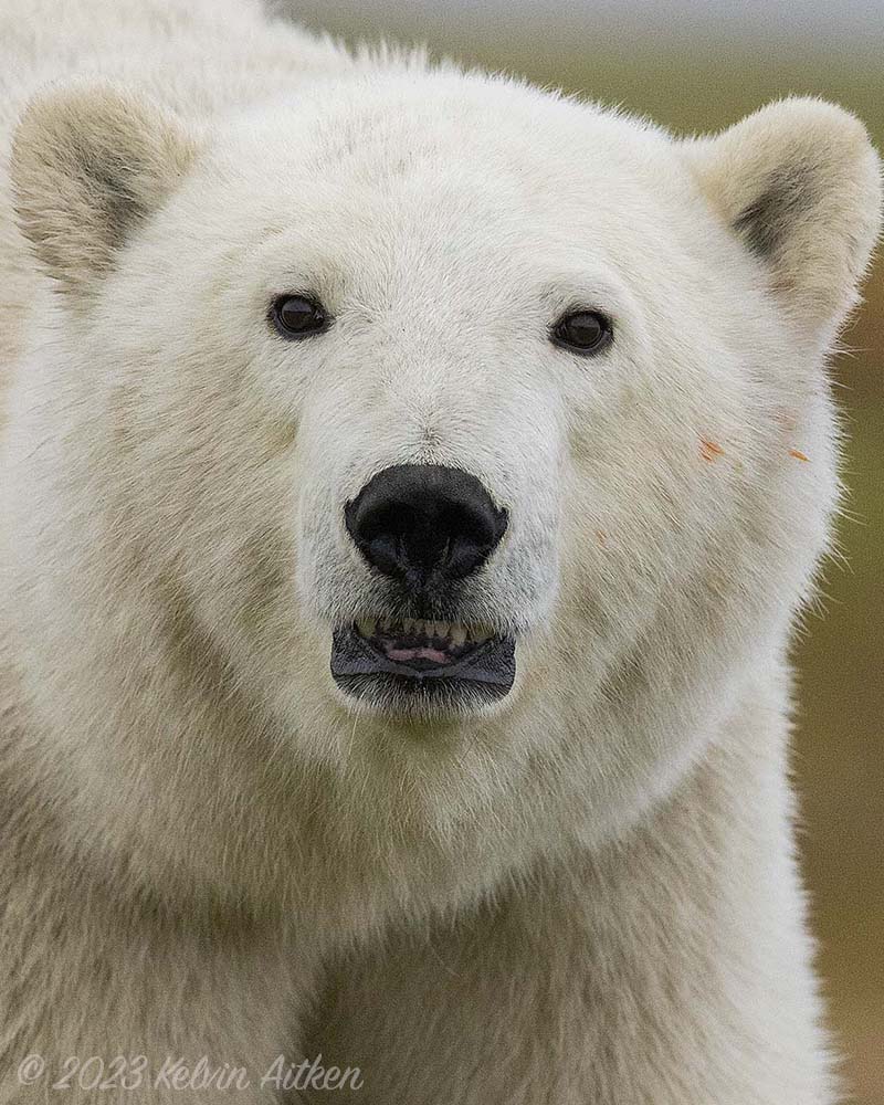 Polar Bear staring into the camera