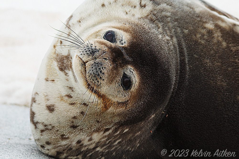 Weddel Seal portrait, smile with big eyes