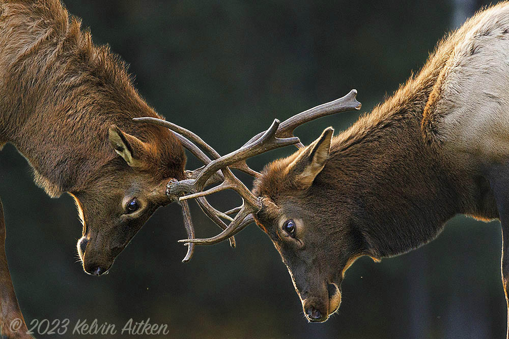 Elk (Cervus canadensis) males play fighting.