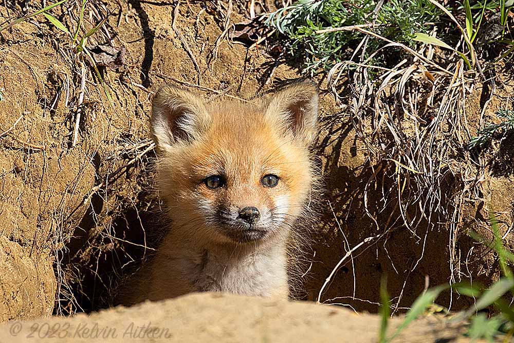 Fox pup emerging from den
