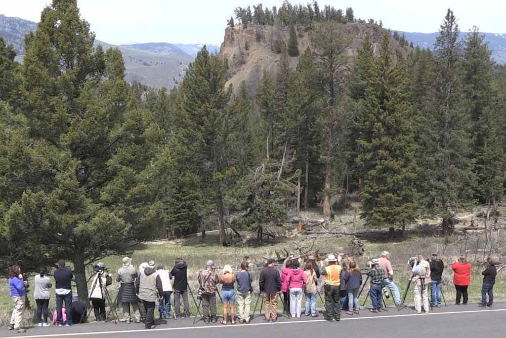 Photographers lined up along road photographing a bear