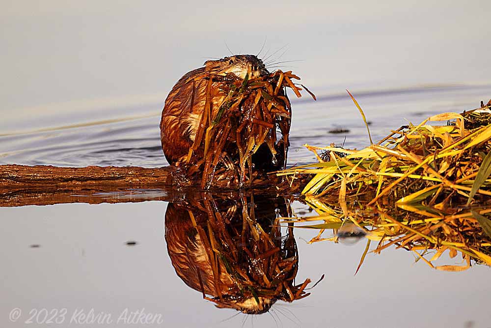 Muskrat (Ondatra zibethicus) bringing a load of water plants onto its reed pad, or feeding platform, to eat.