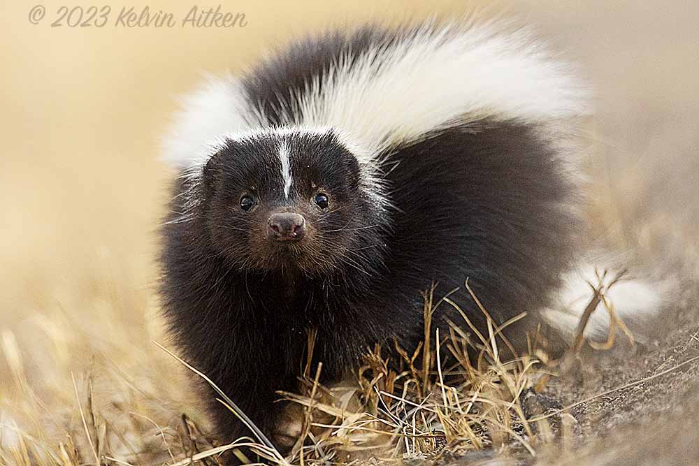 Skunk photographed from ground level