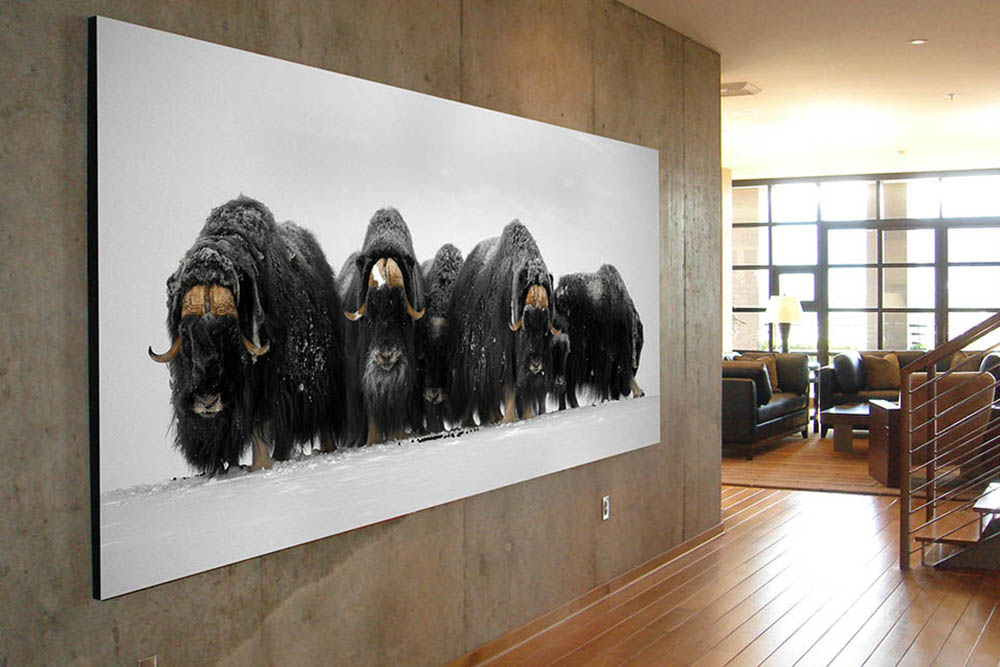 Photograph of Musk Ox on wall
