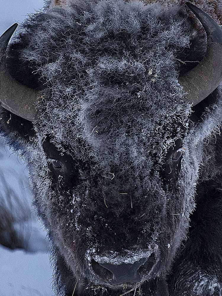 Plains Bison (Bison bison bison) portrait, in winter.