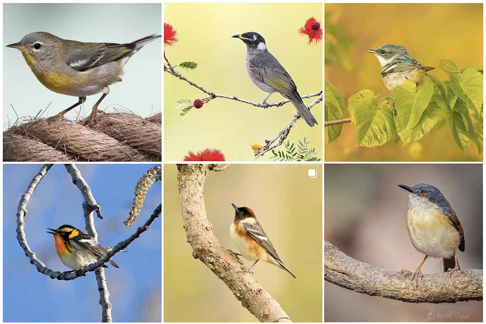 A collection of small bird photographs from instagram showing just how they're pretty much all ths same formula.
