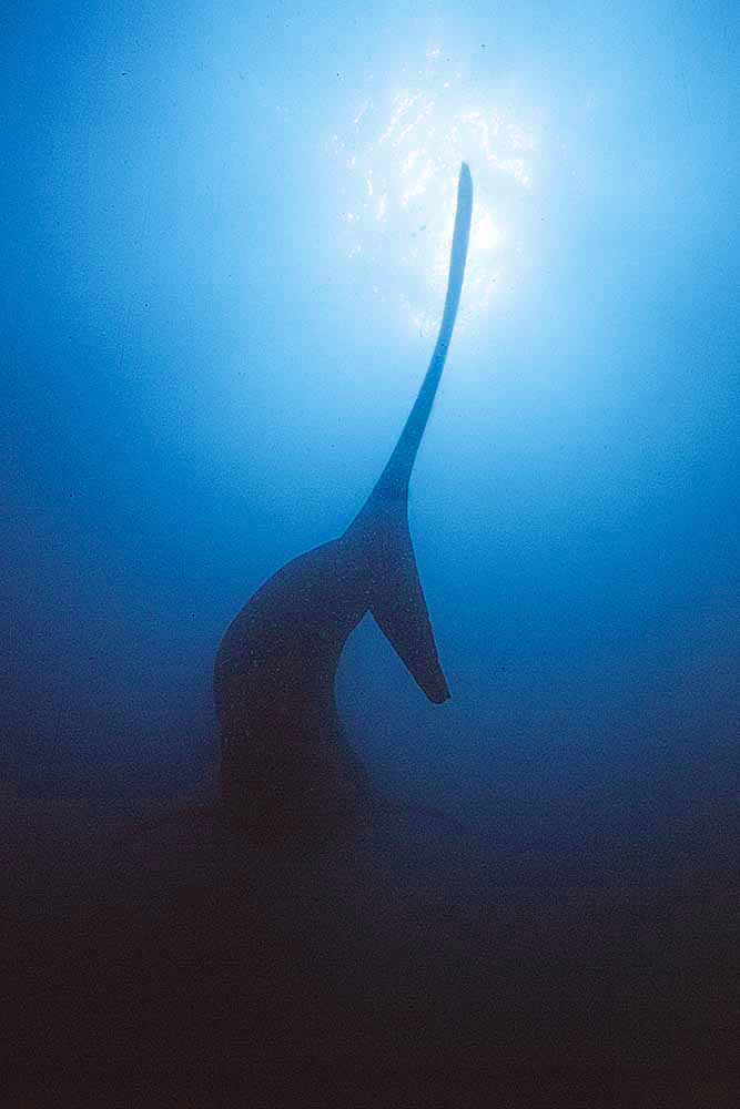 Whale Shark (Rhincodon typus) Silhouette of tail.