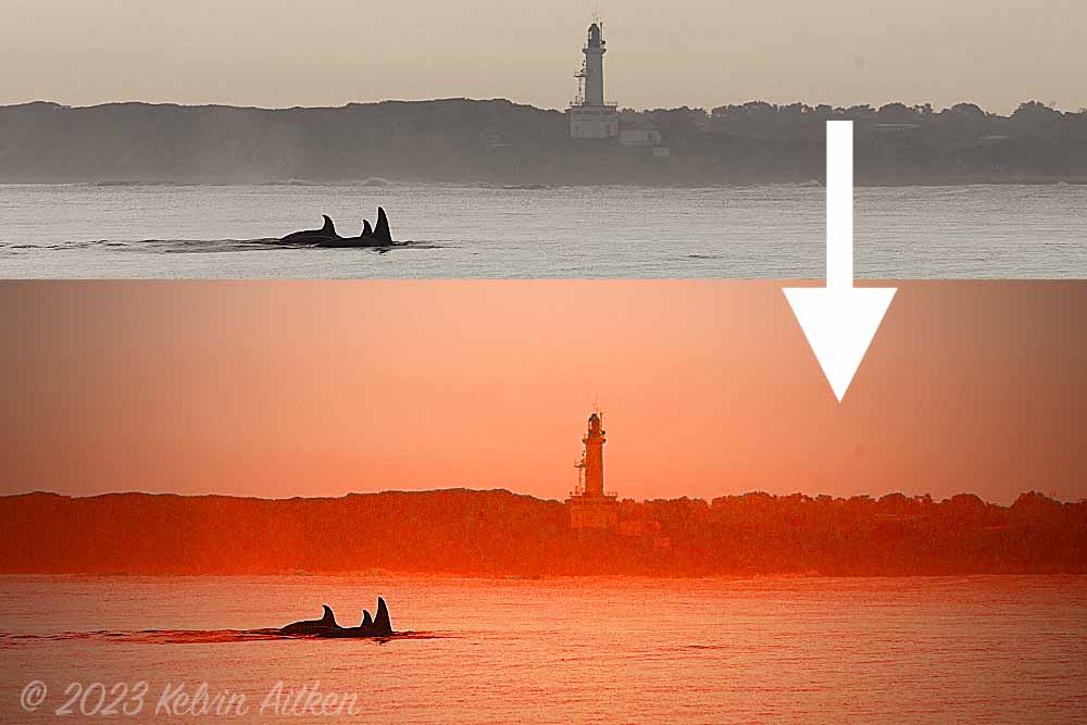 Photograph of orcas or killer whales at sunset with lighthouse