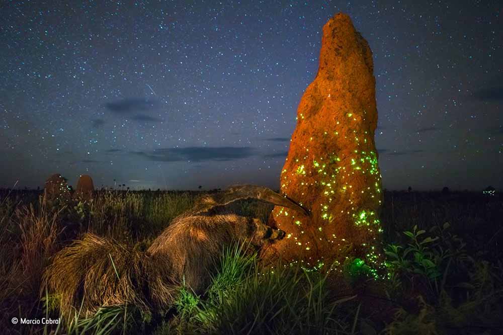Disqualified image of stuffed anteater at night, from the wildlife photographer of the year competition