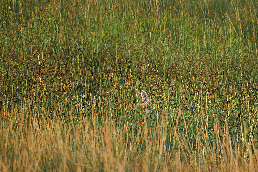 Coyote hidden in tall grass