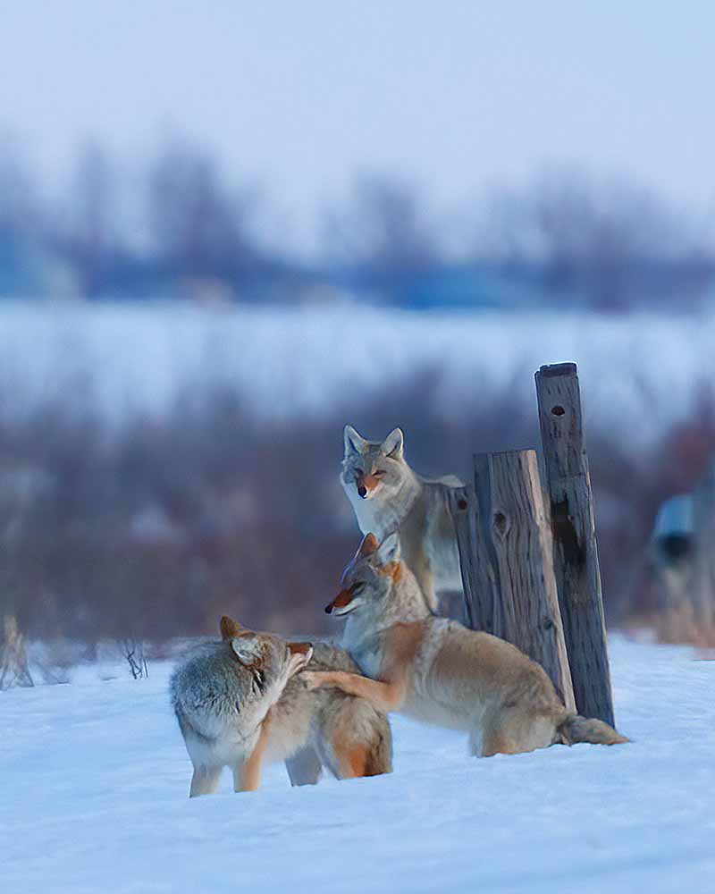 Trio of coyotes playing in the winter snow